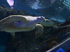 -上海海洋水族馆