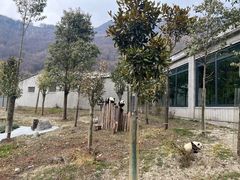 -卧龙中华大熊猫苑神树坪基地