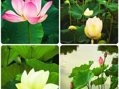 -莲花池公园