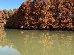 -上海海湾国家森林公园