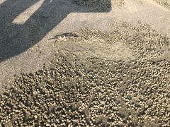 -盐洲岛
