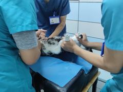 -中农国际动物医院24小时·猫科·骨科·急重症中心