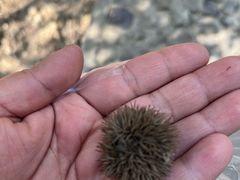 -上海佘山国家森林公园天马山园