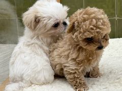 -帕帕拉兹宠物(亚洲旗舰店)