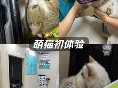-安安宠医宠物医院·异宠·犬猫内科(岳阳分院)