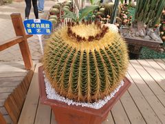 -海上花岛玫瑰园采摘