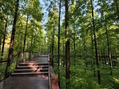 -黄海国家森林公园