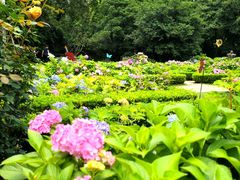 -上海共青森林公园