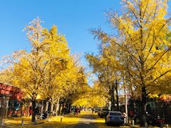 -三里屯东五街银杏大道