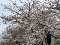 -红梅公园