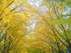 -三里屯东五街银杏大道