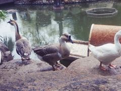 -厦门日月谷温泉渡假村