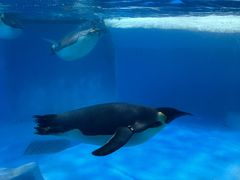 -海合安成都极地海洋公园
