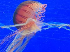 -上海海洋水族馆