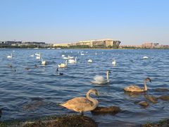 -北龙湖湿地公园