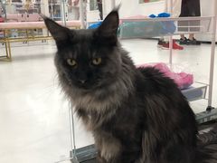 -糯米喵星人·撸猫猫舍咖啡馆(西市场嘉华店)