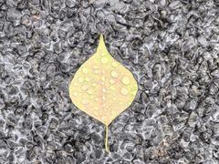 -昆山城市生态森林公园