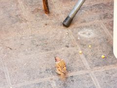 -逍遥镇刘相五胡辣汤豆沫馆(康复中街店)