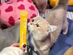 -大型宠物商超·宠海王国·宠物猫狗活体·用品·美容(新世界百货重庆店)