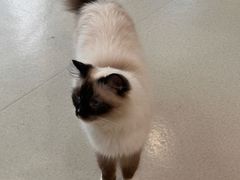 -共舞时光猫咖·狗咖(新街口店)