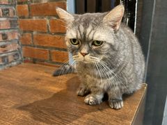 -豆逗聊愈猫阁Easy Life