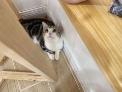-李小姐の猫咖啡馆(五角场店)