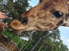 -清迈夜间动物园