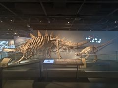 -四川大学博物馆