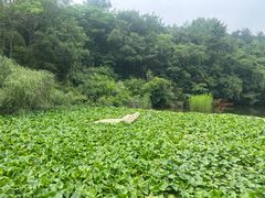 -天目湖山水园