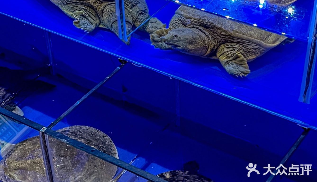沈阳胶原蛋白天花板甲鱼居然能这么吃