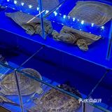 沈阳胶原蛋白天花板甲鱼居然能这么吃