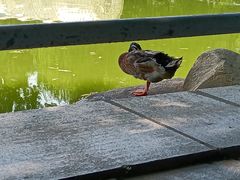 -莲湖公园