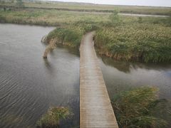 -盐城丹顶鹤湿地生态旅游区