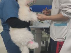 -申普宠物医院·心脏介入·心血管微创(总院)