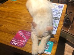 -more than meow吴止猫主题餐厅(承德 中船汇店)