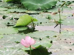 -荷塘月色湿地公园·向阳花洲