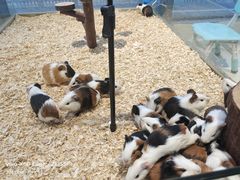 -怪兽屋·羊驼·猫咖·狗咖(俊华广场店)