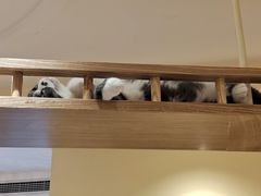 -滚猫咖啡·猫咖·猫友好撸猫(未来城店)