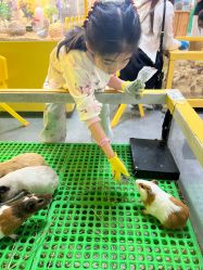 -神奇动物撸宠馆·羊驼·小浣熊·异宠(豫园店)