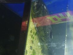 -渔老大·有机鱼馆·老字号(古城店)