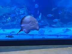 -烟台海昌鲸鲨海洋公园