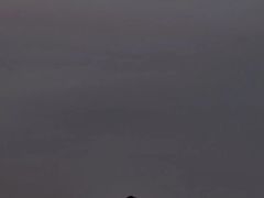 -合肥滨湖国家森林公园