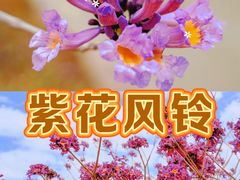 -森波拉火山温泉