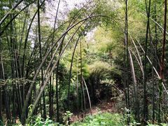 -西湖风景区十里琅珰-五云山