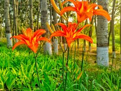 -大兴滨河森林公园