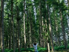 -黄海国家森林公园