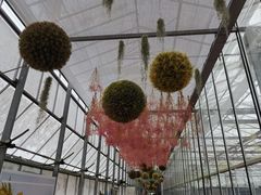 -上海鲜花港