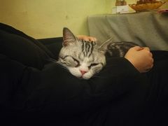 -猫色咖啡·猫咖