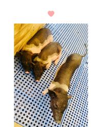 -萌宠亲子动物乐园(槐房万达店)