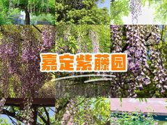 -嘉定紫藤园